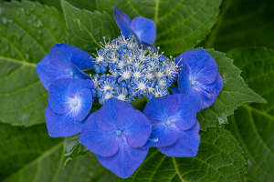 アジサイ（紫陽花）