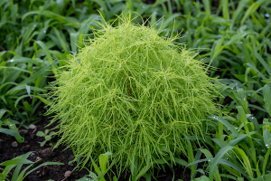 コキア（ Kochia）/ ホウキギ（箒木）