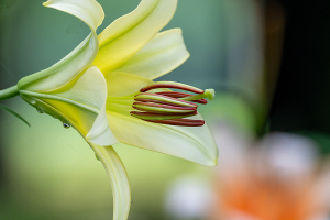 ユリ（百合　LiLy）