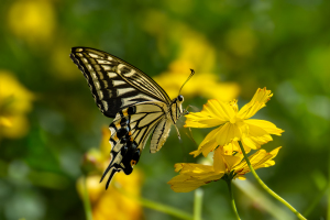 ナミアゲハ（並揚羽）
