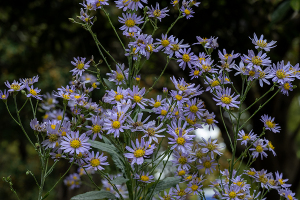 紫苑（シオン）