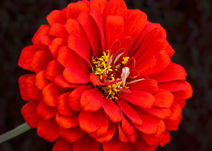 ジニア / 百日草 ジニア / 百日草