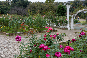 生田緑地ばら苑のバラ（薔薇）