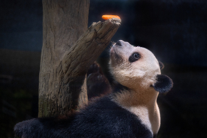 上野動物園のジャイアントパンダ「レイレイ（蕾蕾、Lei Lei ）」