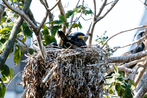 上野・不忍池のカワウ