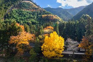 御岳渓谷の紅葉