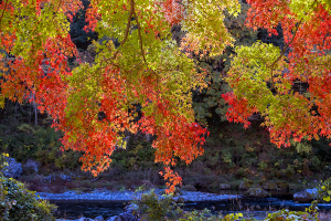 御岳渓谷の紅葉