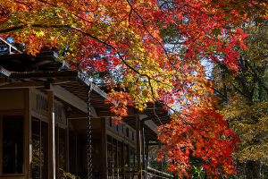 御岳渓谷の紅葉