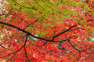 神代植物公園の紅葉