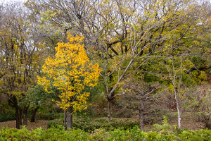 神代植物公園の紅葉