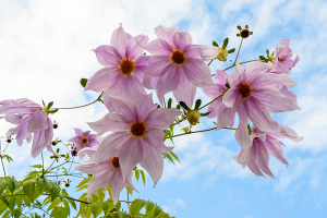 皇帝ダリア / キダチダリア