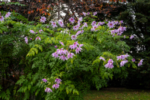 皇帝ダリア / キダチダリア