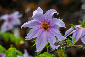 皇帝ダリア / キダチダリア