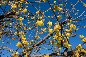 ソシンロウバイ（素芯蠟梅）