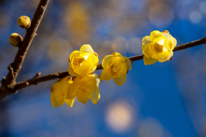 ソシンロウバイ（素芯蠟梅）