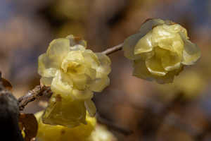 ソシンロウバイ（素芯蠟梅）