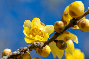 ソシンロウバイ（素芯蠟梅）