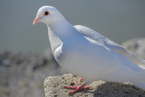 白い鳩