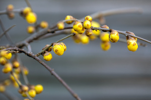 ソシンロウバイ（素心蠟梅）