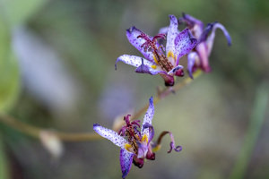 ホトトギス（杜鵑草）