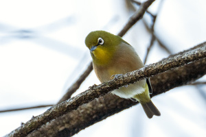 メジロ（目白）