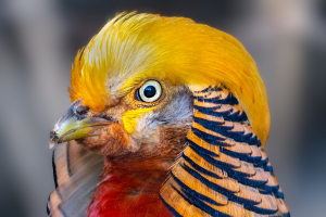 金鶏（キンケイ）