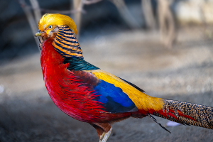 金鶏（キンケイ）