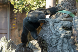 ニシローランドゴリラ（Gorilla gorilla gorilla）