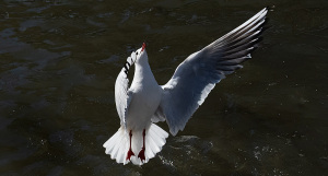 ユリカモメ （百合鴎）