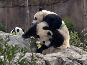 上野動物園のジャイアントパンダ・シャオシャオとレイレイ